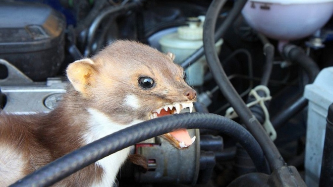 Jak se zbavit kuny v motoru auta? Podívejte se, co na ni funguje a nefunguje